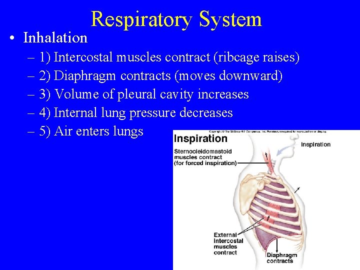  • Inhalation Respiratory System – 1) Intercostal muscles contract (ribcage raises) – 2)