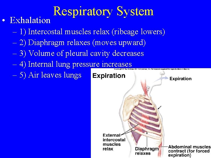  • Exhalation Respiratory System – 1) Intercostal muscles relax (ribcage lowers) – 2)