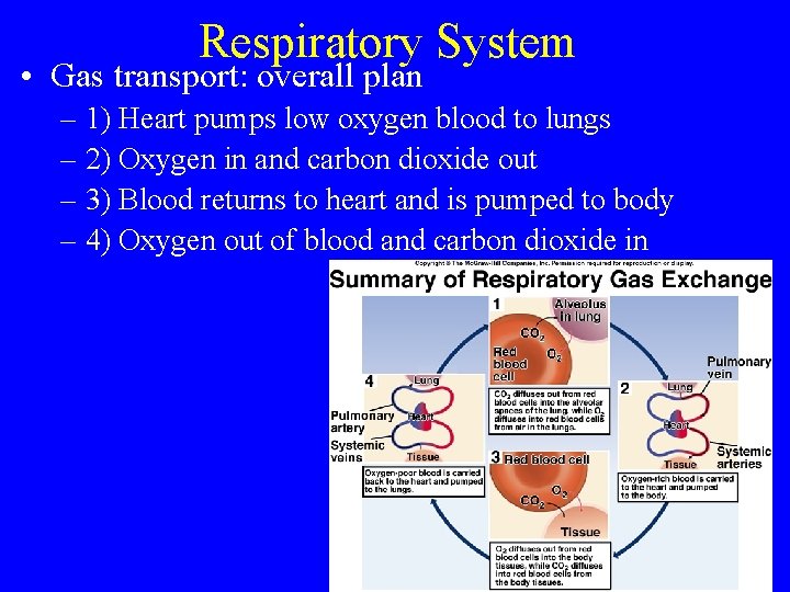 Respiratory System • Gas transport: overall plan – 1) Heart pumps low oxygen blood