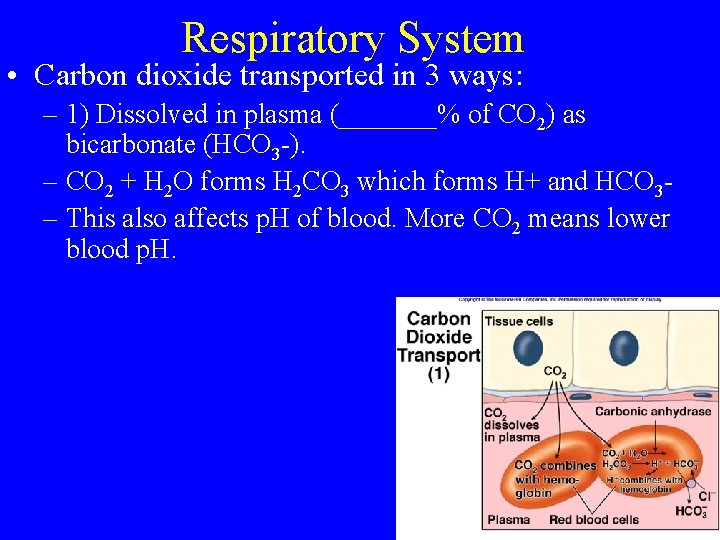 Respiratory System • Carbon dioxide transported in 3 ways: – 1) Dissolved in plasma