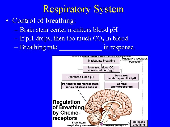Respiratory System • Control of breathing: – Brain stem center monitors blood p. H