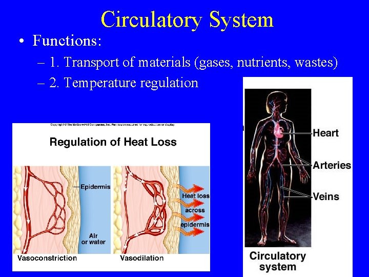 Circulatory System • Functions: – 1. Transport of materials (gases, nutrients, wastes) – 2.