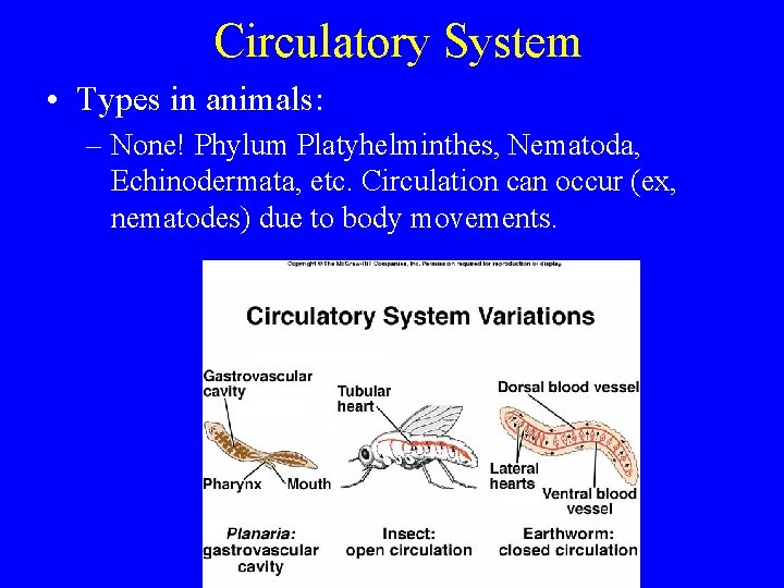 Circulatory System • Types in animals: – None! Phylum Platyhelminthes, Nematoda, Echinodermata, etc. Circulation