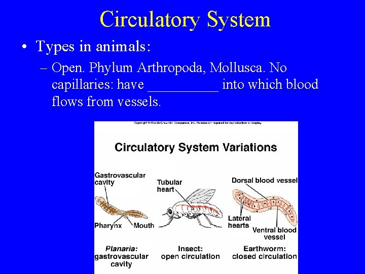 Circulatory System • Types in animals: – Open. Phylum Arthropoda, Mollusca. No capillaries: have