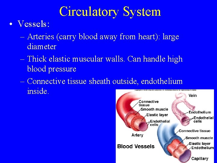  • Vessels: Circulatory System – Arteries (carry blood away from heart): large diameter