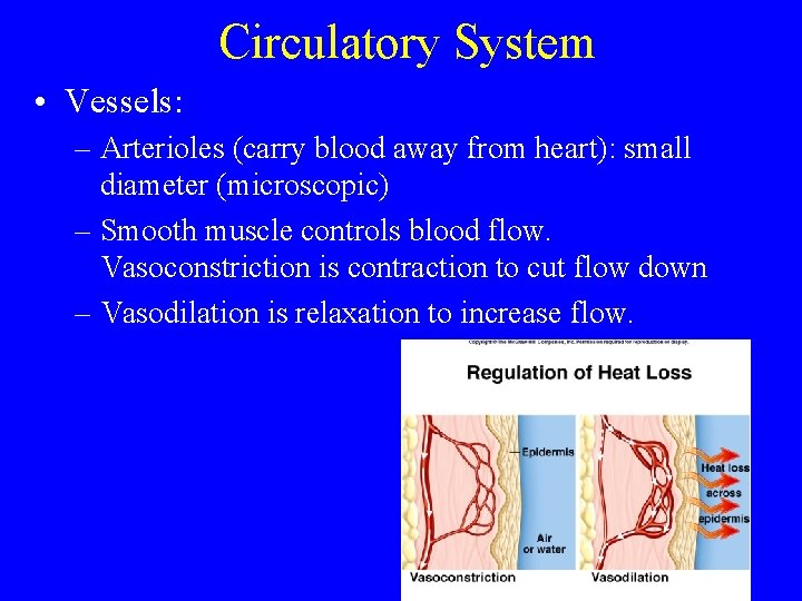 Circulatory System • Vessels: – Arterioles (carry blood away from heart): small diameter (microscopic)