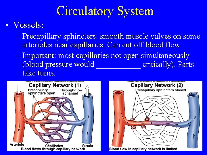 Circulatory System • Vessels: – Precapillary sphincters: smooth muscle valves on some arterioles near