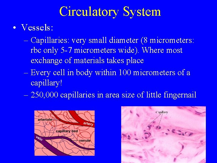 Circulatory System • Vessels: – Capillaries: very small diameter (8 micrometers: rbc only 5