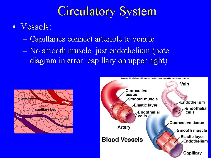 Circulatory System • Vessels: – Capillaries connect arteriole to venule – No smooth muscle,