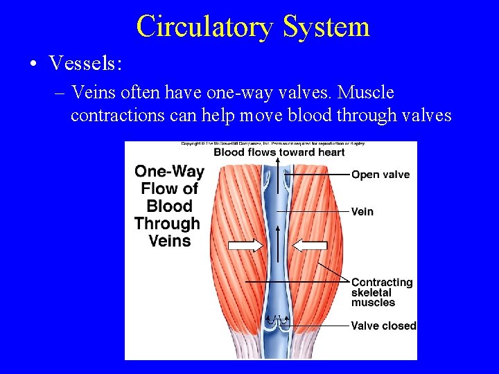 Circulatory System • Vessels: – Veins often have one-way valves. Muscle contractions can help
