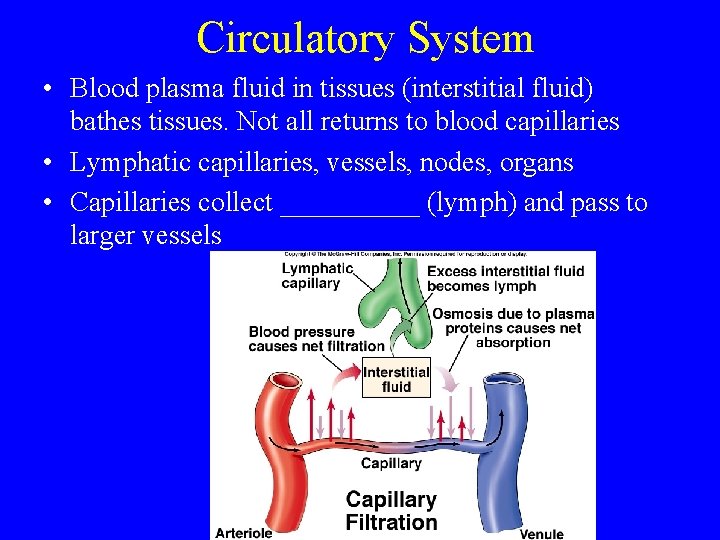 Circulatory System • Blood plasma fluid in tissues (interstitial fluid) bathes tissues. Not all