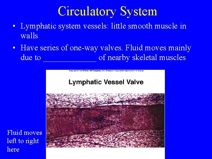 Circulatory System • Lymphatic system vessels: little smooth muscle in walls • Have series