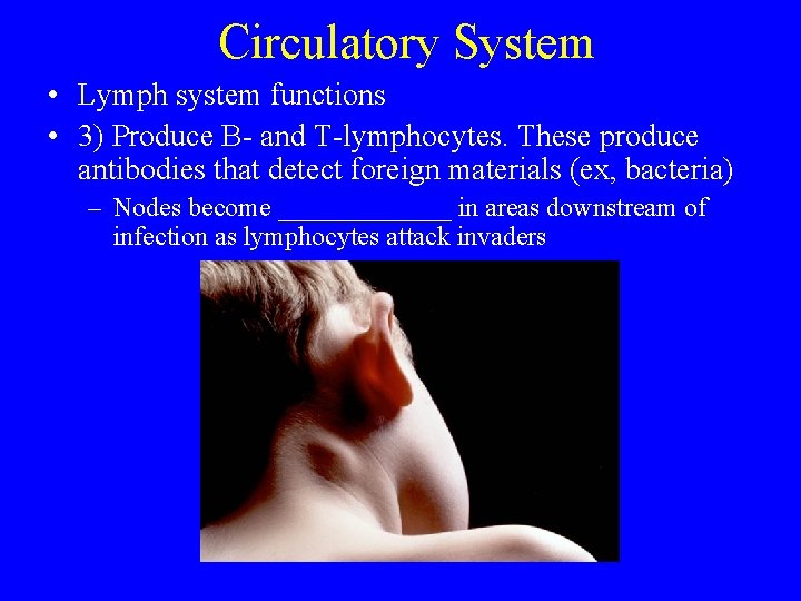 Circulatory System • Lymph system functions • 3) Produce B- and T-lymphocytes. These produce