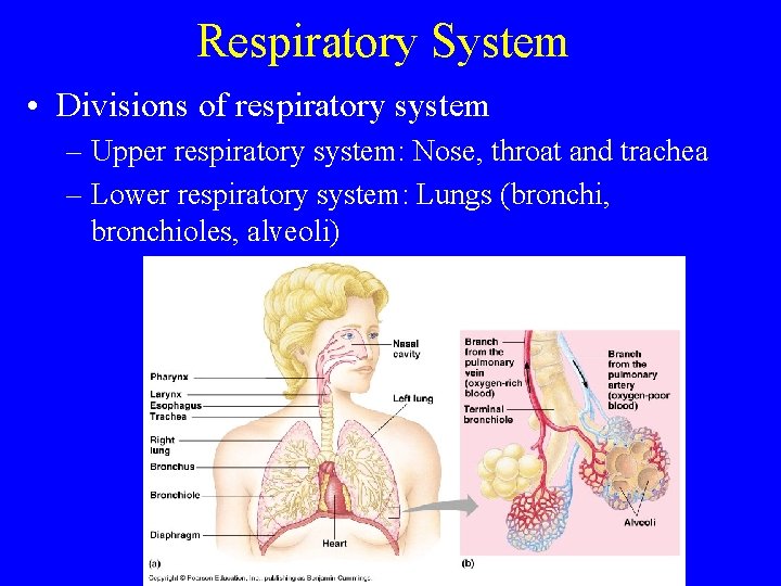 Respiratory System • Divisions of respiratory system – Upper respiratory system: Nose, throat and