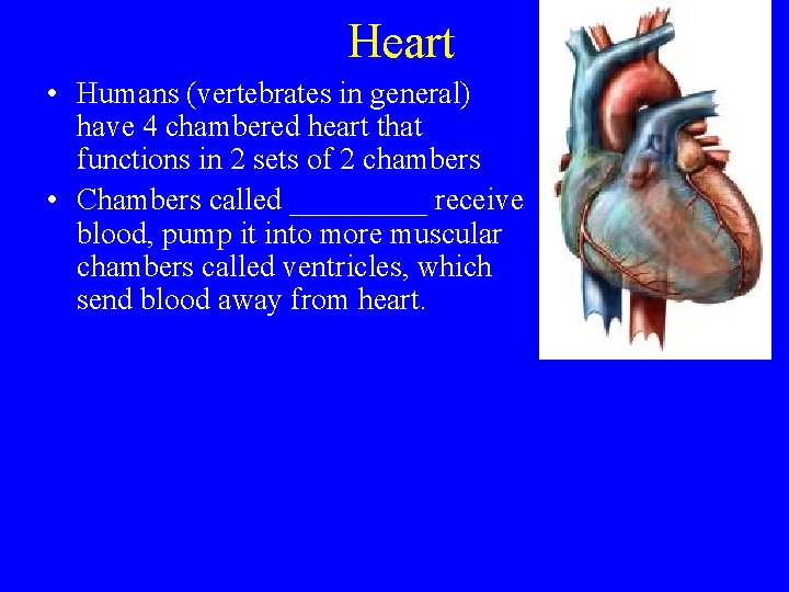 Heart • Humans (vertebrates in general) have 4 chambered heart that functions in 2