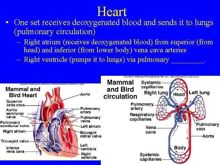 Heart • One set receives deoxygenated blood and sends it to lungs (pulmonary circulation)