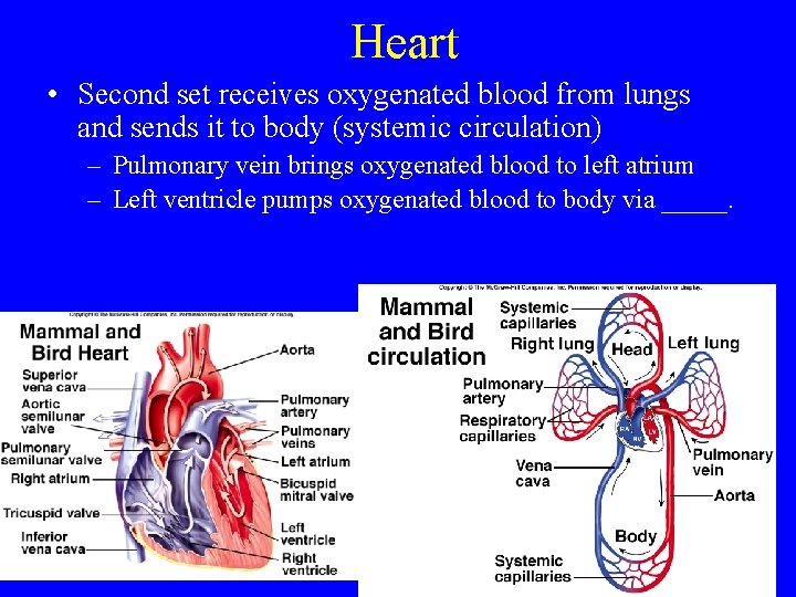 Heart • Second set receives oxygenated blood from lungs and sends it to body