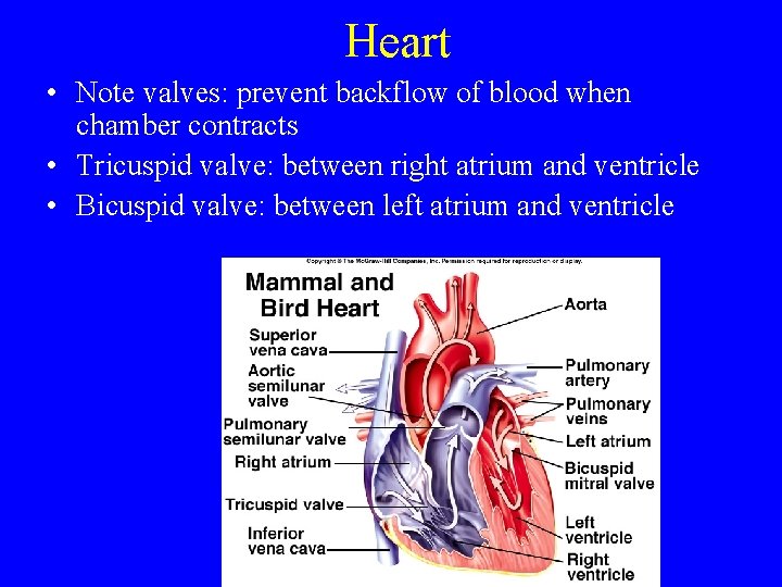 Heart • Note valves: prevent backflow of blood when chamber contracts • Tricuspid valve: