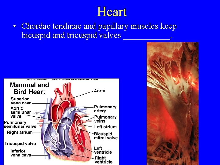 Heart • Chordae tendinae and papillary muscles keep bicuspid and tricuspid valves ______. 