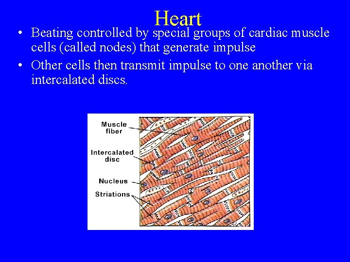 Heart • Beating controlled by special groups of cardiac muscle cells (called nodes) that