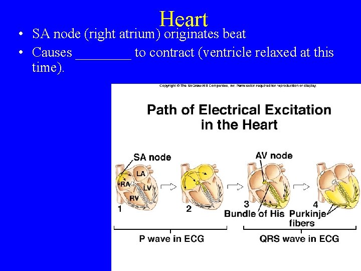 Heart • SA node (right atrium) originates beat • Causes ____ to contract (ventricle