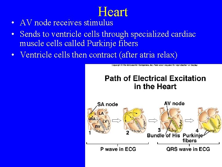 Heart • AV node receives stimulus • Sends to ventricle cells through specialized cardiac