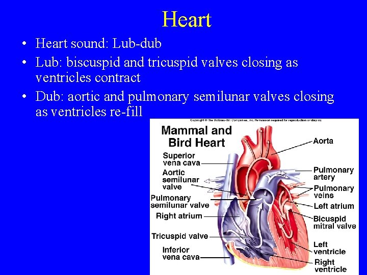 Heart • Heart sound: Lub-dub • Lub: biscuspid and tricuspid valves closing as ventricles