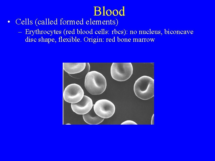 Blood • Cells (called formed elements) – Erythrocytes (red blood cells: rbcs): no nucleus,