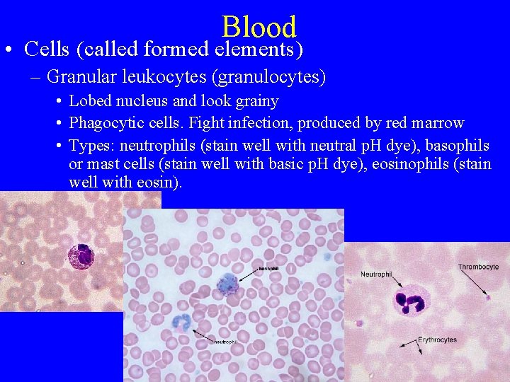 Blood • Cells (called formed elements) – Granular leukocytes (granulocytes) • Lobed nucleus and