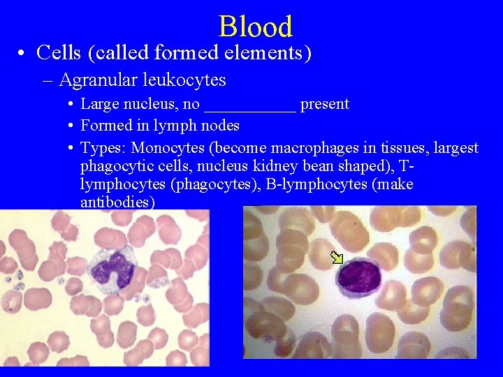 Blood • Cells (called formed elements) – Agranular leukocytes • Large nucleus, no ______