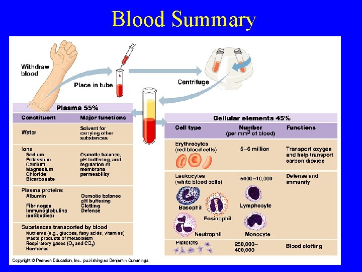 Blood Summary • Cells (called formed elements) – Thrombocytes (platelets) • No nucleus. Fragments