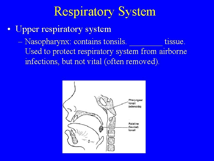 Respiratory System • Upper respiratory system – Nasopharynx: contains tonsils. ____ tissue. Used to