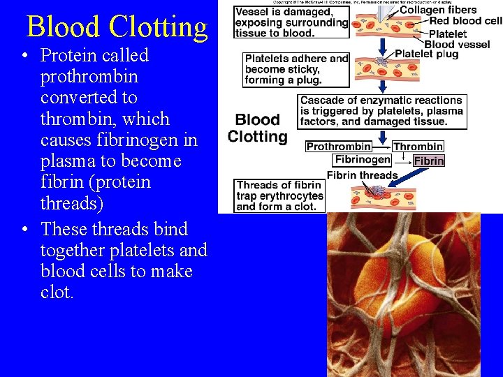 Blood Clotting • Protein called prothrombin converted to thrombin, which causes fibrinogen in plasma