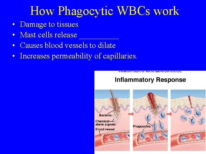How Phagocytic WBCs work • • Damage to tissues Mast cells release _____ Causes