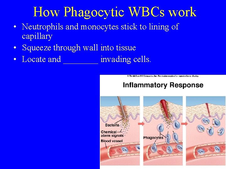 How Phagocytic WBCs work • Neutrophils and monocytes stick to lining of capillary •