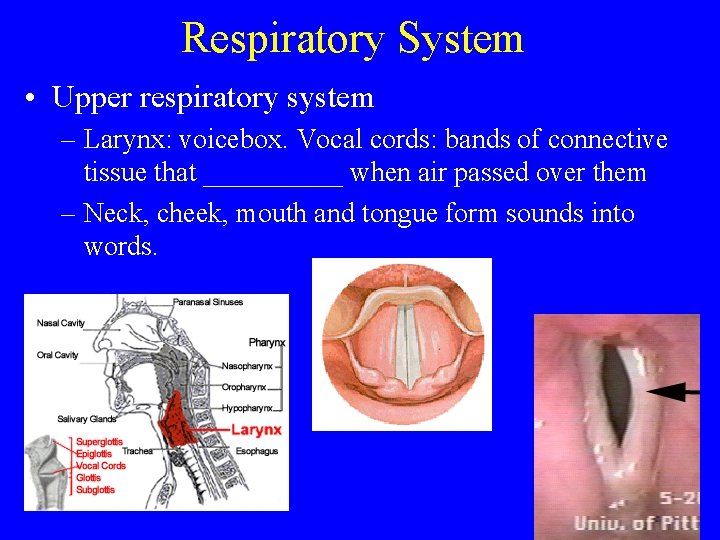 Respiratory System • Upper respiratory system – Larynx: voicebox. Vocal cords: bands of connective