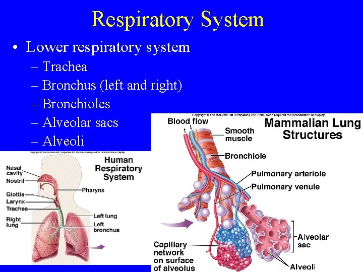 Respiratory System • Lower respiratory system – Trachea – Bronchus (left and right) –