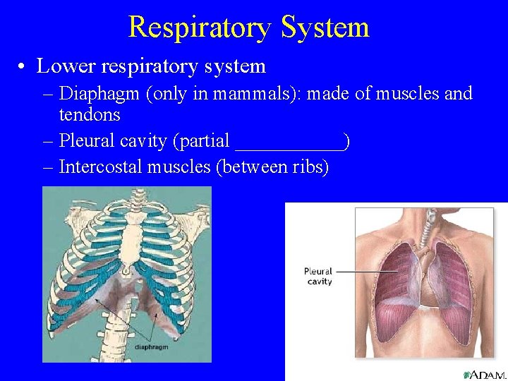 Respiratory System • Lower respiratory system – Diaphagm (only in mammals): made of muscles