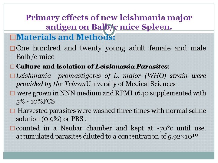 Primary effects of new leishmania major antigen on Balb/c mice Spleen. �Materials and Methods: