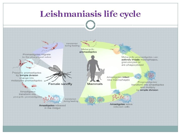 Leishmaniasis life cycle 