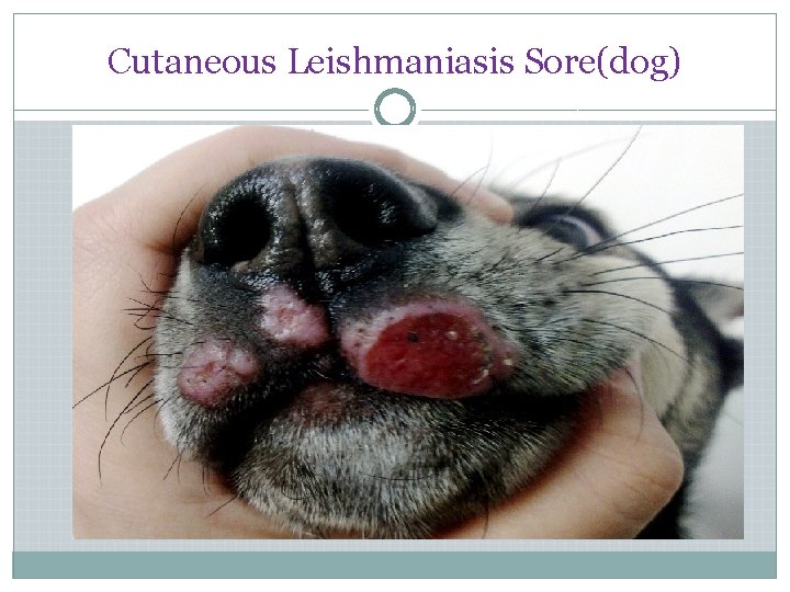 Cutaneous Leishmaniasis Sore(dog) 