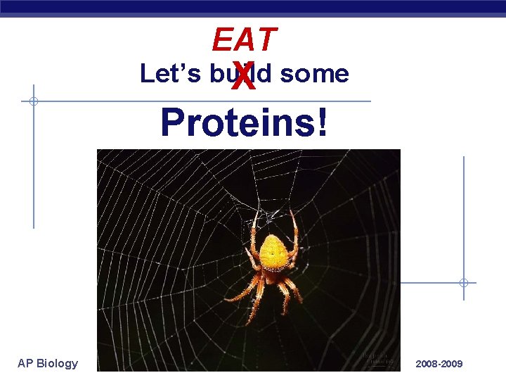EAT Let’s build X some Proteins! AP Biology 2008 -2009 