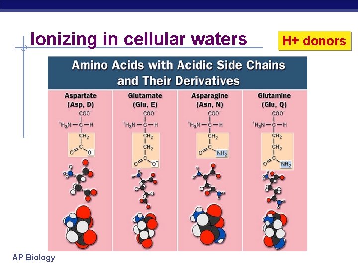 Ionizing in cellular waters AP Biology H+ donors 