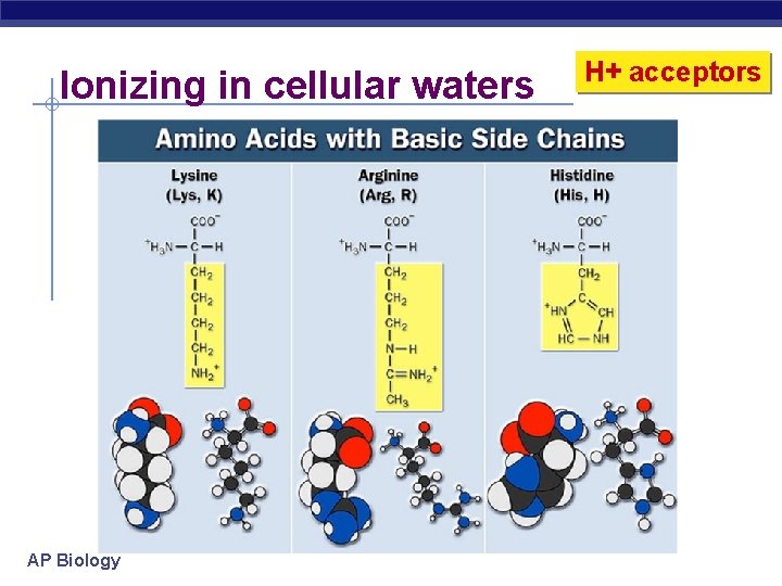 Ionizing in cellular waters AP Biology H+ acceptors 