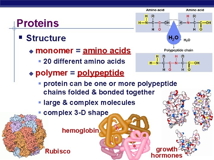 Proteins Structure u H 2 O monomer = amino acids 20 different amino acids