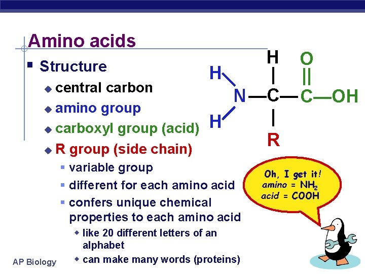 Amino acids Structure central carbon u amino group u carboxyl group (acid) u R