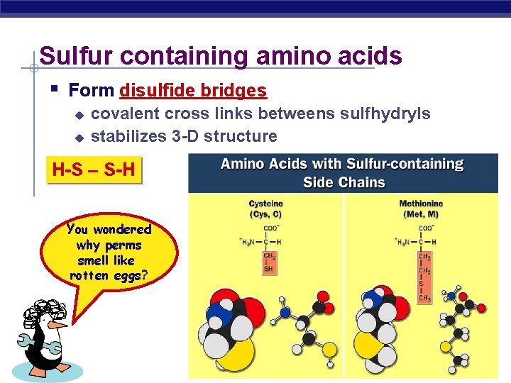 Sulfur containing amino acids Form disulfide bridges u u covalent cross links betweens sulfhydryls
