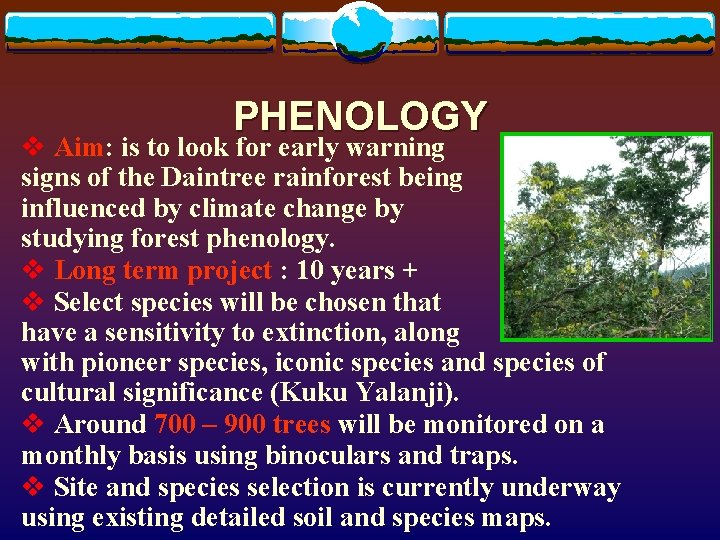 PHENOLOGY v Aim: is to look for early warning signs of the Daintree rainforest PHENOLOGY v Aim: is to look for early warning signs of the Daintree rainforest