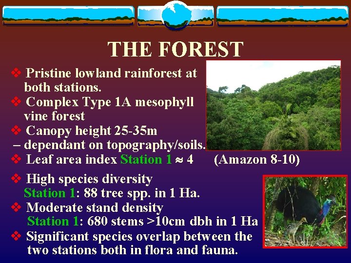 THE FOREST v Pristine lowland rainforest at both stations. v Complex Type 1 A THE FOREST v Pristine lowland rainforest at both stations. v Complex Type 1 A