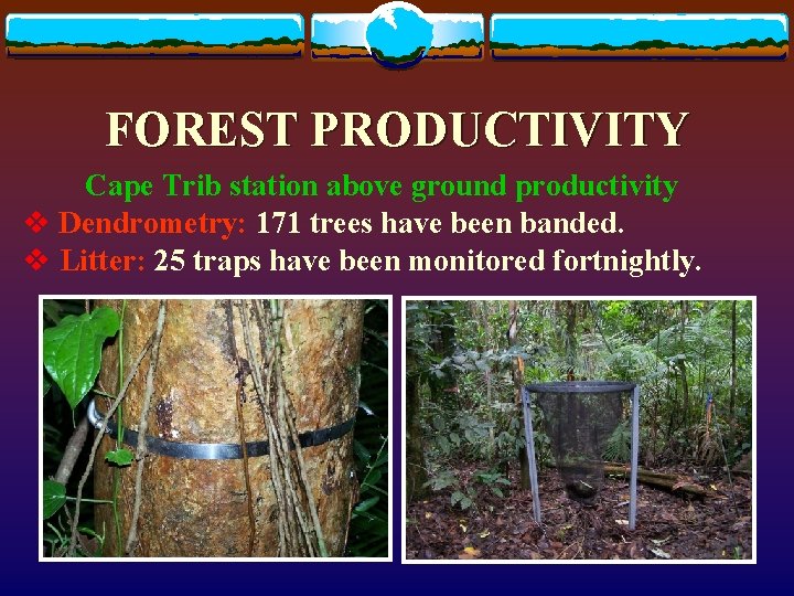 FOREST PRODUCTIVITY Cape Trib station above ground productivity v Dendrometry: 171 trees have been FOREST PRODUCTIVITY Cape Trib station above ground productivity v Dendrometry: 171 trees have been
